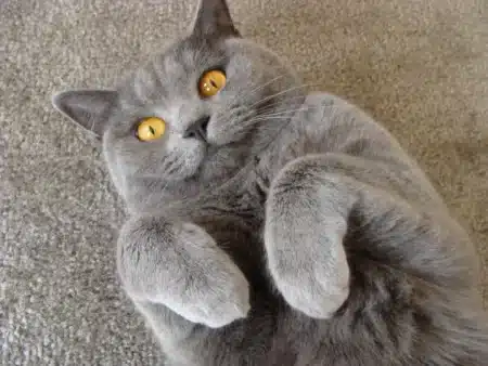 British Shorthair Kedi Cinsi Ve Özellikleri