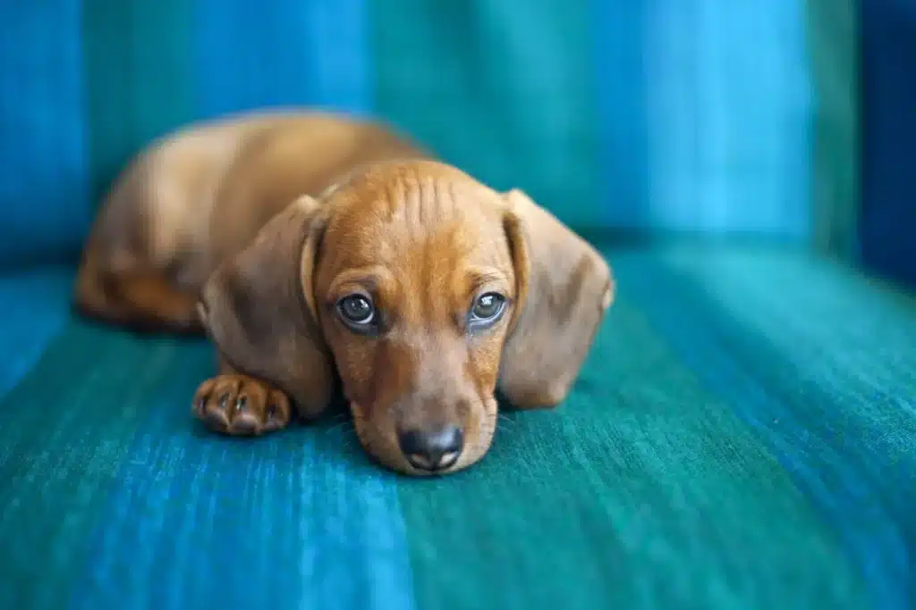 Köpeklerin Hoşlanmadığı Davranışlar