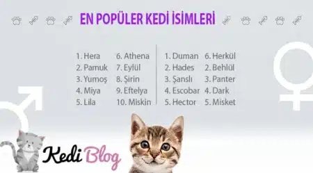 En Popüler Erkek Kedi İsimleri ve Anlamları