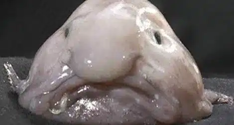 Blobfish: Dünyanın En Çirkin Canlısı