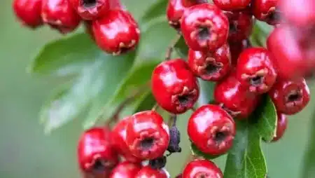 Alıç Nedir, Alıç Meyvesinin Faydaları Nelerdir?