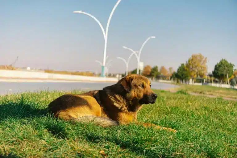 Konya Fiber İnternet Sorgulama - En Hızlı ve Uygun Seçenekler