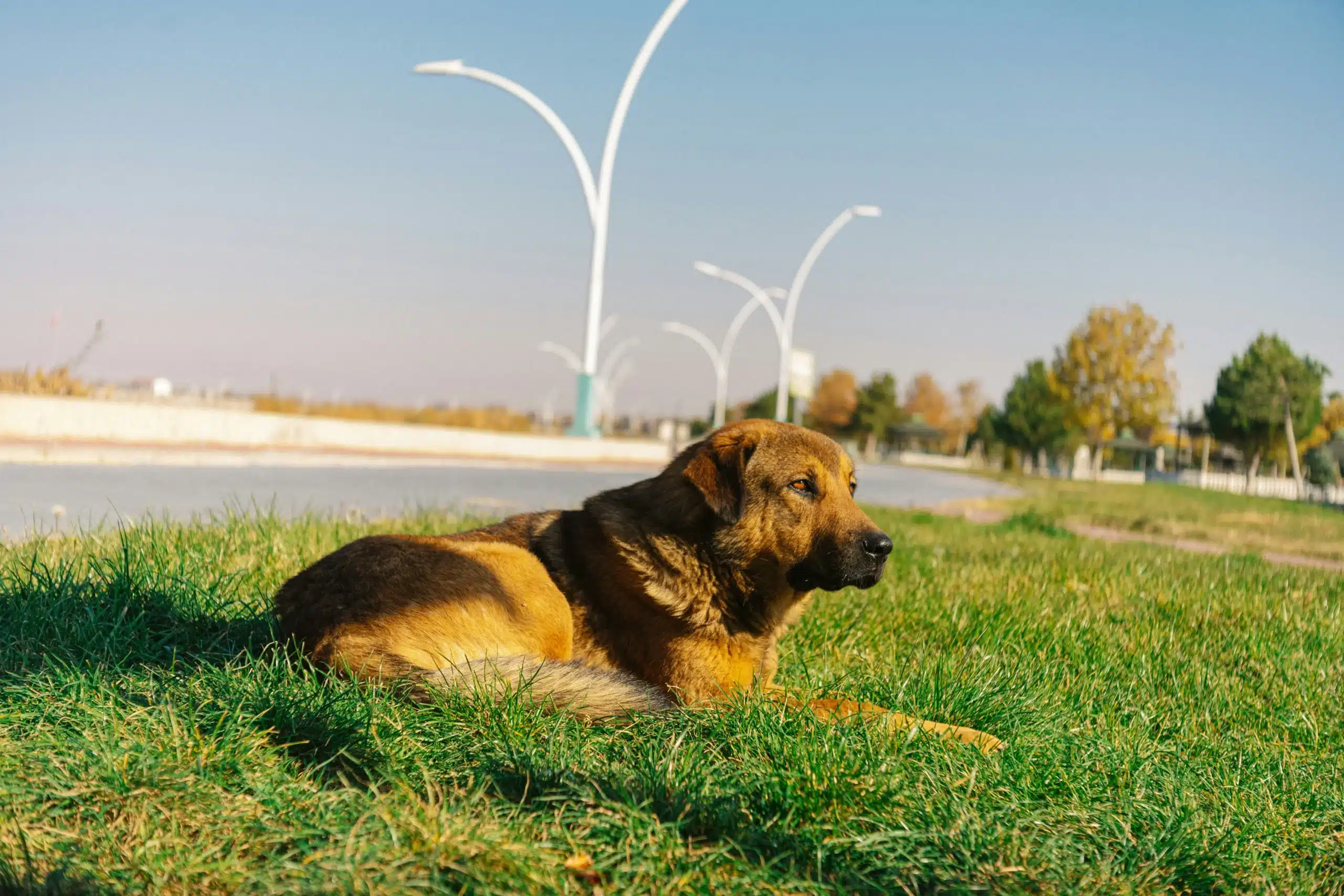 Konya Fiber İnternet Sorgulama - En Hızlı ve Uygun Seçenekler